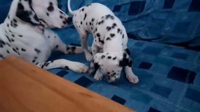 VID 20160727 173208 смотреть онлайн