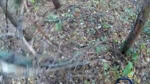 Кто точит наш лес? Короед и жук-усач. Санитарная вырубка.