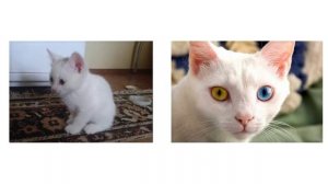 Кошки породы као мани