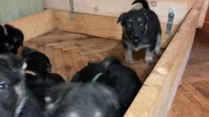 Какой умный взгляд у щенка Восточно-европейской овчарки .