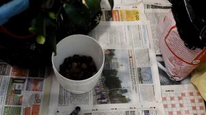 Камелия. Пересадка. [Надежда и мир]