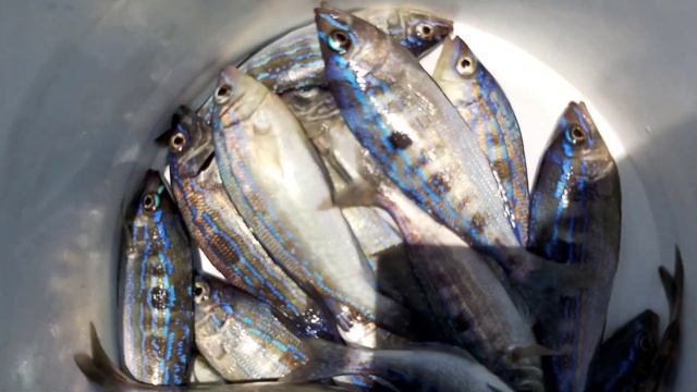 Крым Рыбалка в море Черноморский окунь Смарида