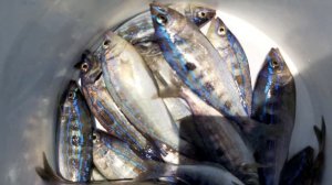 Крым Рыбалка в море Черноморский окунь Смарида