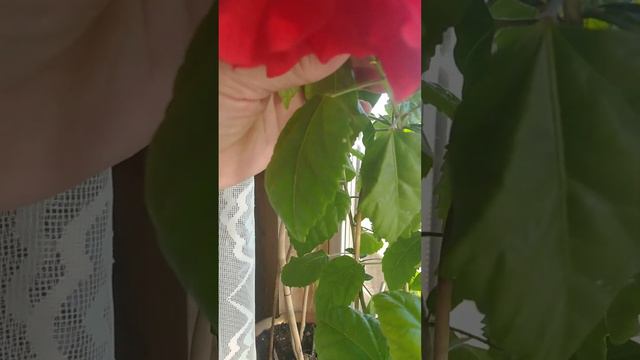 Ароматы 🍂🍃🍂Осени. Гибискус 🌺 или Китайская 🌺 роза 🌹 смотреть онлайн