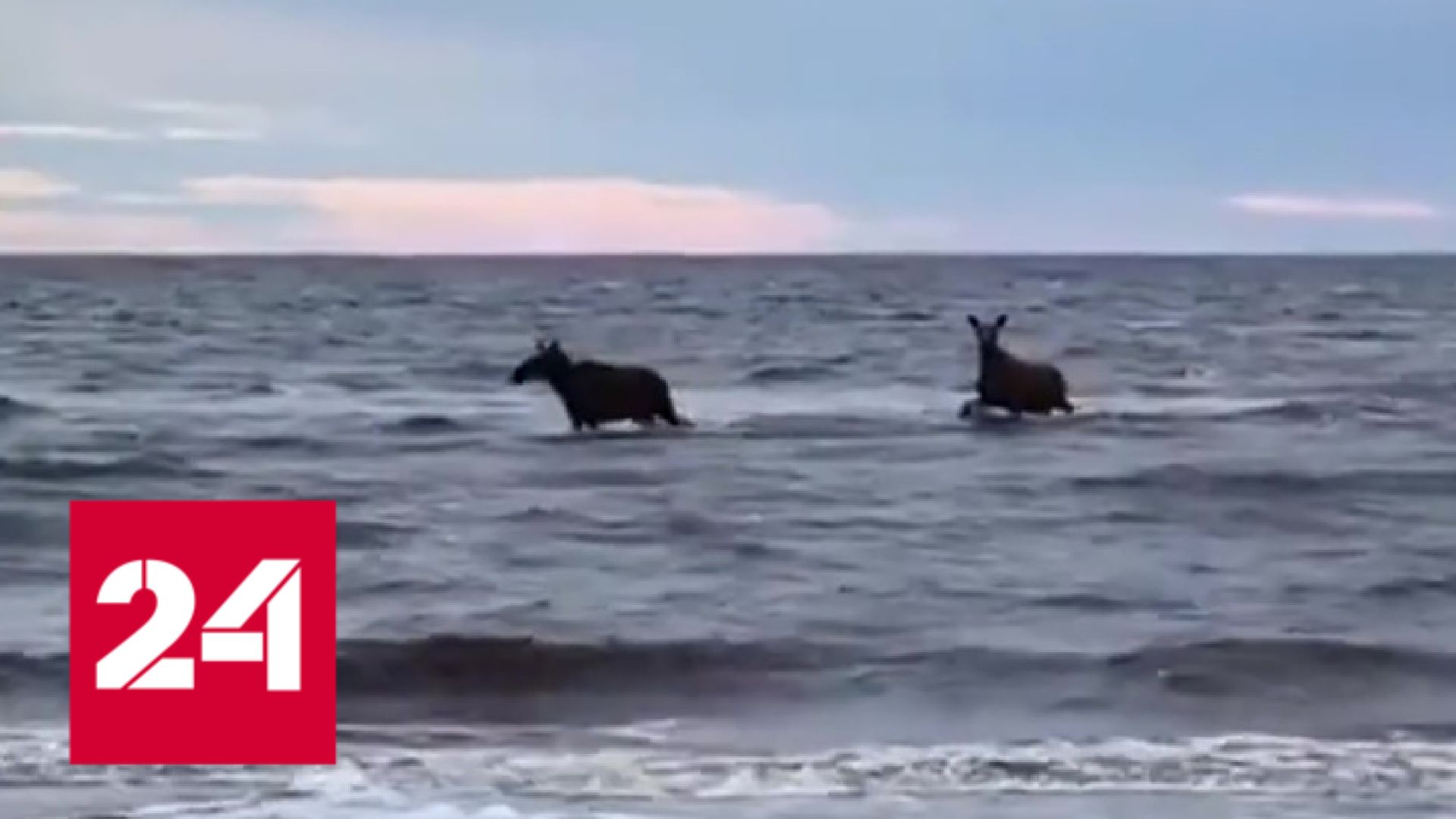 В Северодвинске лоси искупались в море - Россия 24
