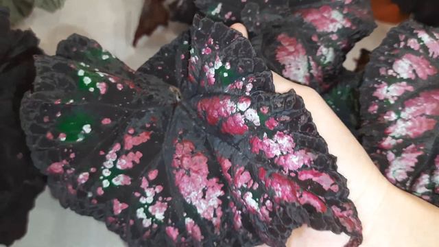 ноябрь 2023 г.Бегонии.Обзор смотреть онлайн