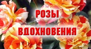 1.12.2021. Мой заказ в Розах Вдохновения.mp4