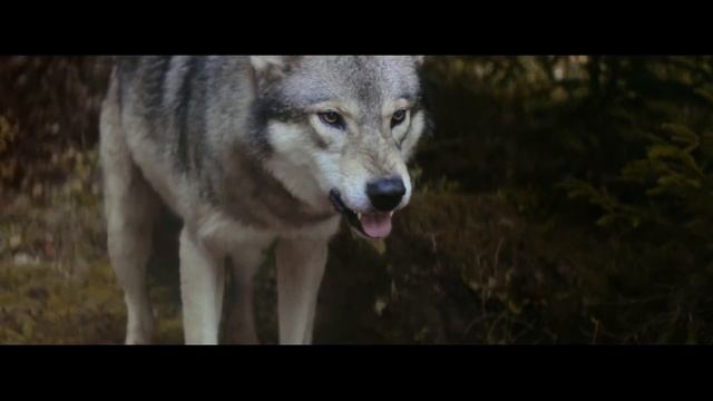 Green & Blacks Velvet Edition Oct '18 2 смотреть онлайн