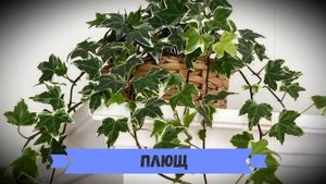 Самые популярные вьющиеся комнатные растения