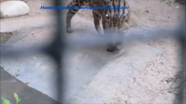 Виверровый кот 03.08.2021 смотреть онлайн