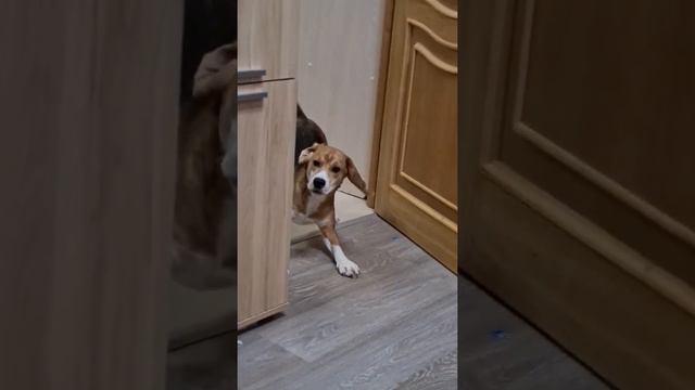 Бигль Лу'на🐕🥰🐾🦴