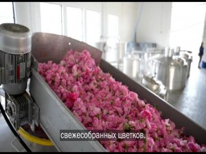 Производство эфирного масла дамасской розы