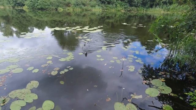 Рыбалка на поплавок За КРУПНОЙ плотвой смотреть онлайн