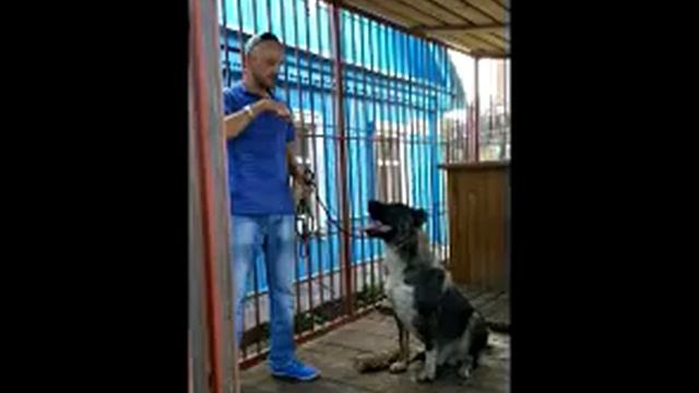 Антуан Наджарян специалист по поведению собак
