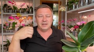 ОРХИДЕИ липкие капли и пятна КАКИЕ от ВРЕДИТЕЛЕЙ а что от ФОТОСИНТЕЗА у орхидей