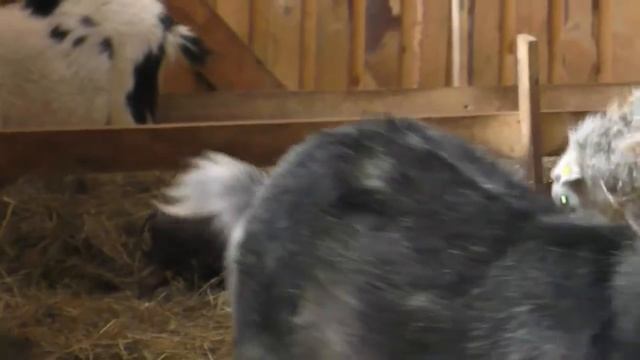 Вислобрюхие свинки - очень удобные животные смотреть онлайн