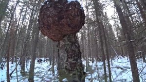 Охота с мелкашкой.  Выгулял ТОЗ 78 01.