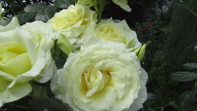 Мой Розовый сад 2020г. Розочка Эльф (Elfe) - (плетистая) в начале июля. смотреть онлайн