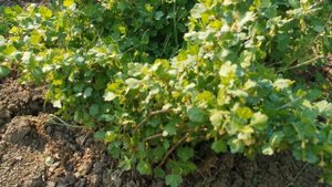 Поднимаем побеги крыжовника | Подпорки для кустарников