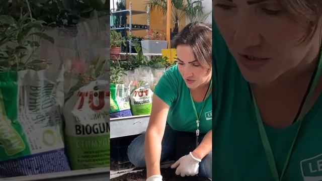 Мастер-класс по высадке луковичных осенью