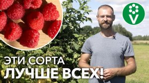 ИДЕАЛЬНАЯ МАЛИНА! Ягод море, урожай некуда девать, мороза не боится. Рекомендую!