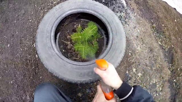 КАК УДОБРЯТЬ ХВОЙНЫЕ РАСТЕНИЯ(САЖЕНЦЫ)-МИНЕРАЛЬНЫМ УДОБРЕНИЕМ.