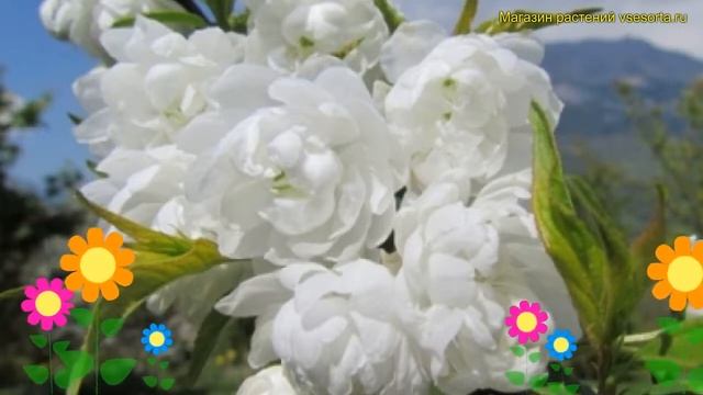 Вишня железистая Альба плена. Краткий обзор, описание характеристик cerasus vulgaris Alba Plena смотреть онлайн