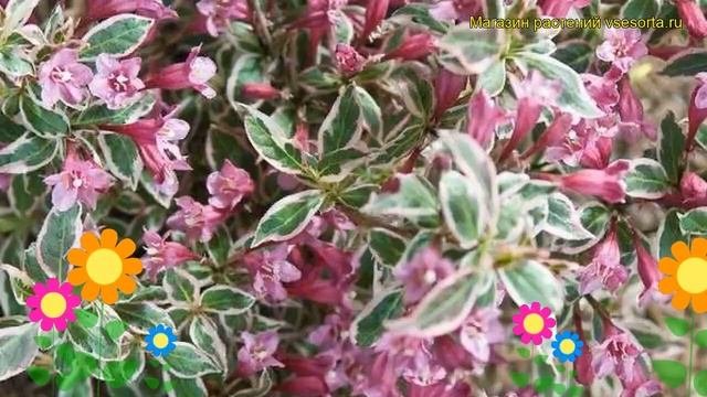 Вейгела цветущая Монет. Краткий обзор, описание характеристик Weigela Florida Monet