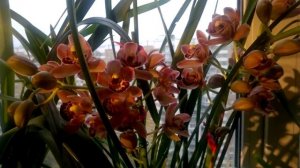 Мой уход  за орхидеей  Цимбидиум