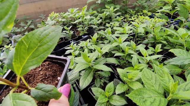 Поздние черенки метельчатой гортензии.Как буду готовить к зиме смотреть онлайн