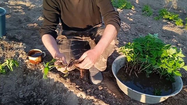 Привезли садженці. Садимо ремонтантний сорт малини смотреть онлайн