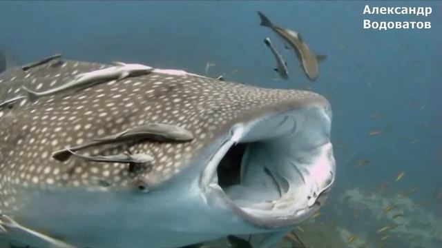 АКУЛА ОТКУСИЛА НОГУ ТОП 10 интересные факты смотреть онлайн