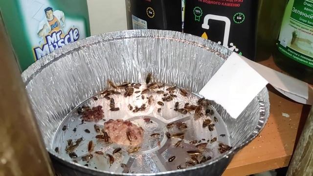 Ловушка для тараканов. Отличный вариант и дешевле.