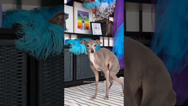 How to dress an Italian greyhound 101 #italiangreyhound #greyhound #iggy #dog #doglover #pet #dogmo