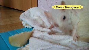 УМИРАЮЩАЯ КРЫСА Старая крыса Барбосик Старость крыс Видео про крыс КРЫСЫ ВИДЕО КАНАЛ ПРО ЖИВОТНЫ