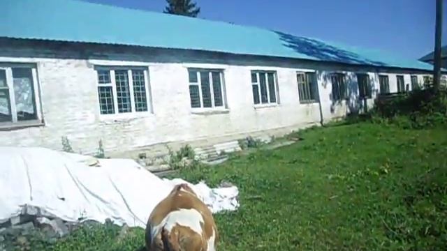 ПРОБЛЕМЫ В ХОЗЯЙСТВЕ\\\ЗАБОЛЕЛА СВИНЬЯ\\\\КАК ПОСТАВИТЬ УКОЛ СВИНЬЕ?\\\ смотреть онлайн