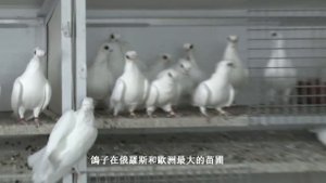 Голуби России. Московская чайка белая. Орловский турман белый.