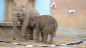 Маленький слоненок. Слониха кормит слоненка. baby elephant, ZOO