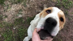 КАК МЕНЯ ВСТРЕТИЛИ МОИ АЛАБАИ ПОСЛЕ ДОЛГОЙ РАЗЛУКИ ? || Алабай || ALABAI || DOGS || PUPPIES