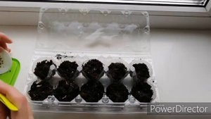 Посев семян лаванды после стратификации. "Студенческий" способ.