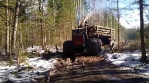Т 150к Болотоход в тайге ХТЗ Урал Фишка в лесу, вывоз леса- зимник ещё держит