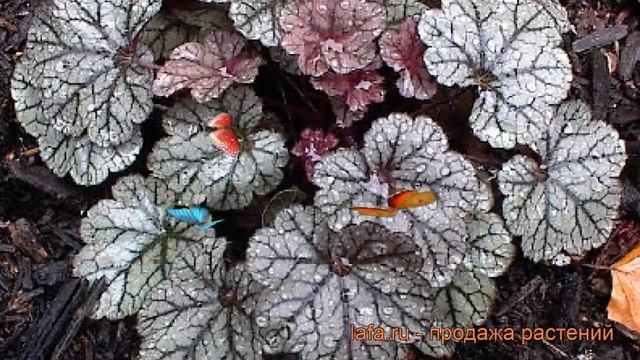 Гейхера гибридная Сильвер Скроллс (heuchera) ? обзор: как сажать, саженцы гейхеры Сильвер Скроллс смотреть онлайн