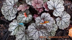 Гейхера гибридная Сильвер Скроллс (heuchera) ? обзор: как сажать, саженцы гейхеры Сильвер Скроллс