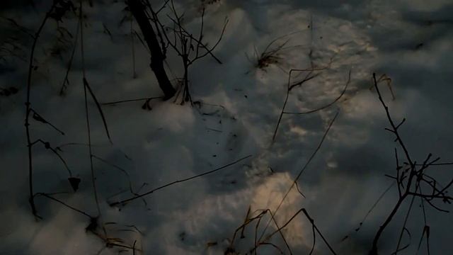 УЖАС. ЛЕС. СТРАХ. ВИДЕО ПЕРЕД СНОМ. (СТРАШНОЕ ВИДЕО). ПОТЕРЯННАЯ ЗАПИСЬ смотреть онлайн