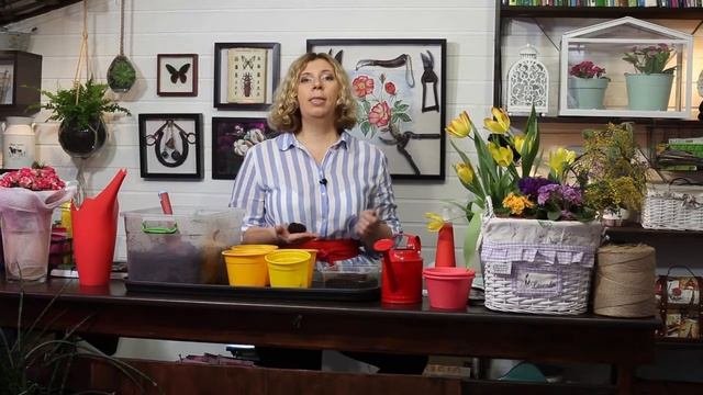 Ухаживаем за бегониями с грунтом и удобрениями 