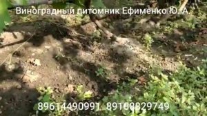 виноград Казанова