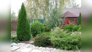 Туя спираль Брабант