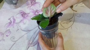 Мокнущие пятна на листьях фиалки! Что делать?