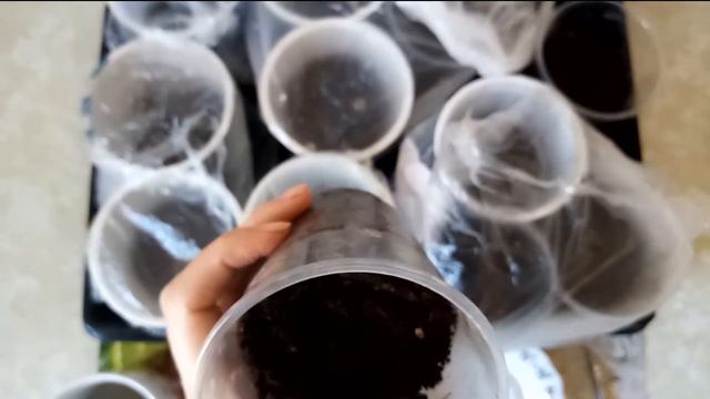 Сделайте ЭТО, и ваши перцы скорее взойдут! смотреть онлайн