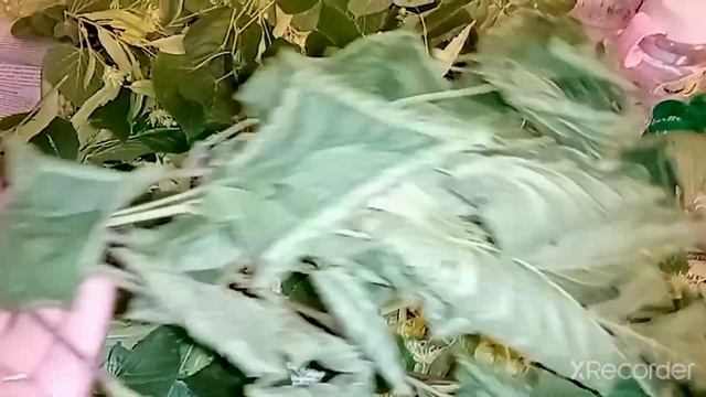 ЛИПА! НАСТОЯЩЕЕ ЛЕКАРСТВО от многих недугов. Как сушить липу и как сделать ЛИМОНАД из липы смотреть онлайн